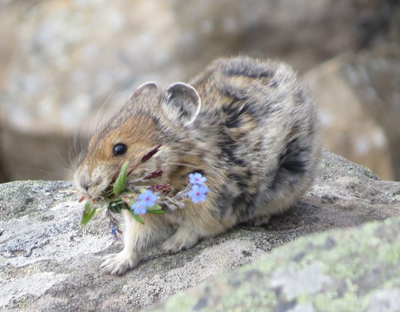 American_pika_28ochotona_princeps29_with_a_mouthful_of_flowers.jpg