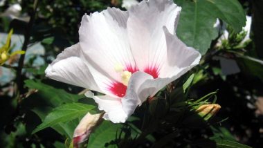 Beli-hibiskus.jpg