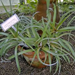 Bromeliaceae_-_C397_Cryptbergia_27Mead27.JPG