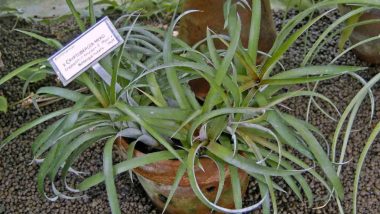 Bromeliaceae_-_C397_Cryptbergia_27Mead27.JPG
