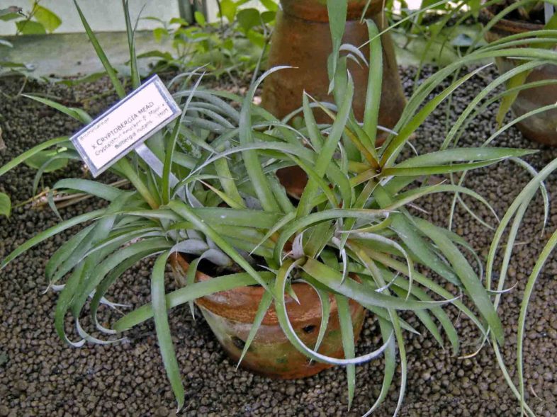 Bromeliaceae_-_C397_Cryptbergia_27Mead27.JPG
