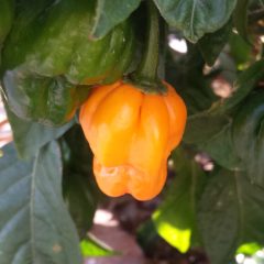 Scotch_bonnet_chili_pepper.jpg
