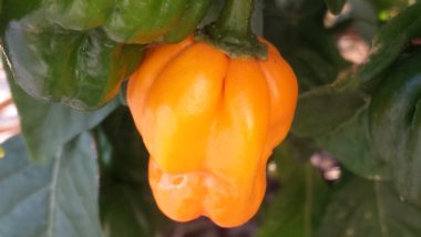 Scotch_bonnet_chili_pepper.jpg